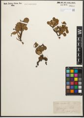 Foto von Salix reticulata L.